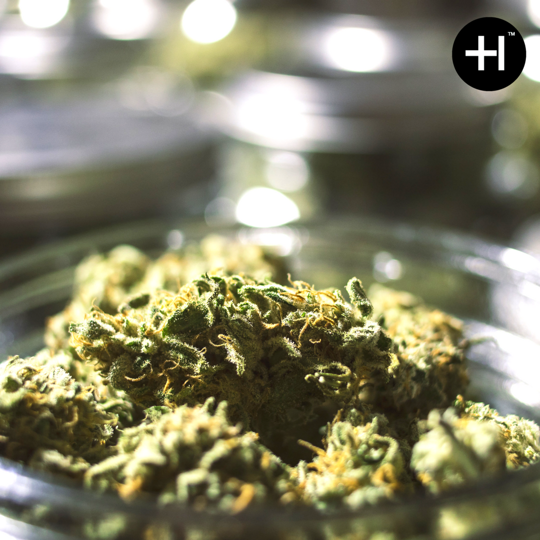 highlinedistro's tweet photo. It's always nice to be reminded of the medical & health benefits of #marijuana! Proven to treat migraines, prevent seizures and can relieve symptoms of chronic disease. We're always looking for the best #testedcannabis for our connected dispensaries and their patients. https://t.co/3FYmzCN72W