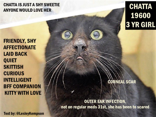 LesleyKempson's tweet photo. @Maree71439592 CHATTA MUST BE SAVED NOW: URGENT
GORGEOUS 3 YR GIRL - LOST KITTY
WARY, SHY AT ACC
OUTER EAR INFECTION, not on regular meds, she has been too scared
CORNEAL SCAR
FRIENDLY, VERY SHY
LAID BACK
QUIET
SKITTISH
CURIOUS
INTELLIGENT
BFF COMPANION KITTY WITH LOVE
ANYONE WOULD LOVE HER https://t.co/noHoaJqnbq