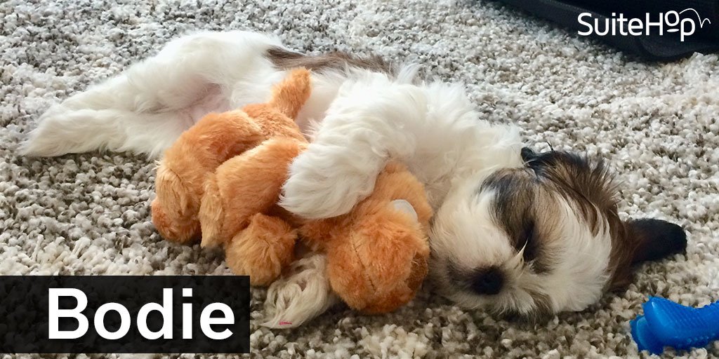 SuiteHop tweet media