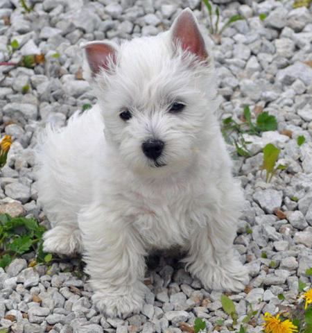 21Legend_GG's tweet photo. Bros, buenas noches! Ocupamos de su ayuda con 25 RTs para poder entrar a la liga @LigaElite_CR por favor! Este perrito está esperando a que des rt. Gracias de antemano! #Go21 https://t.co/vB5MH89WsV