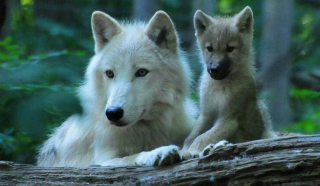 Kat39745934's tweet photo. #WolvesAreEssential. #StandUpForWolves. https://t.co/H2HXe9GvHO