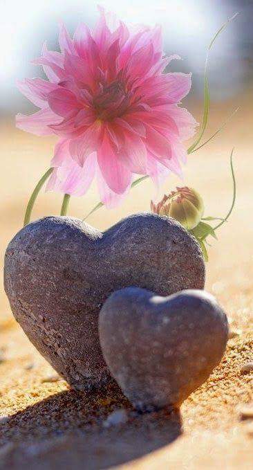 NandaHigal's tweet photo. @liz_s88 @mariezr04 @clara_straws @VanneFaisal Happy New Week lovely friends. Blessings to all. https://t.co/5LiFpa3xtG
