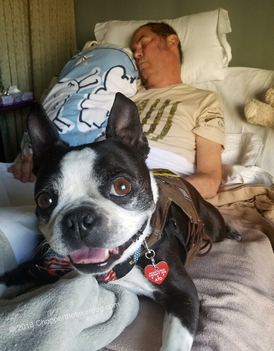 Chopper The Biker Dog ™ tweet media