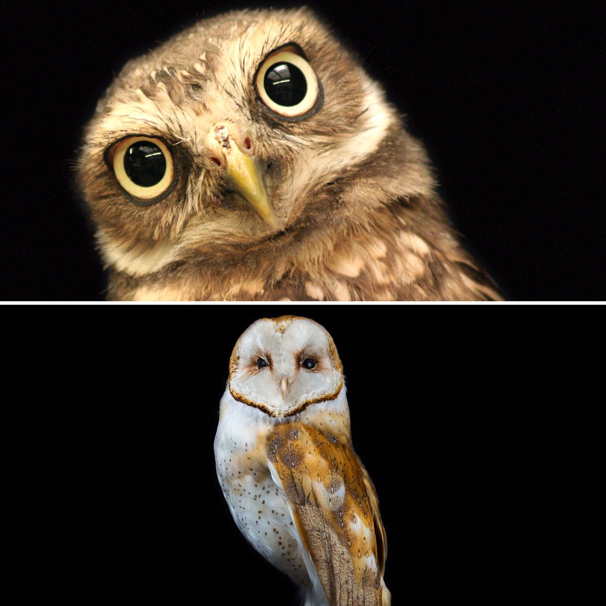 RoyalAlberta's tweet photo. Alberta has some pretty #SuperbOwl (s). Learn more about these beautiful birds by visiting our #RAMwow page: https://t.co/exObq3XzBS https://t.co/T8rEK95roG