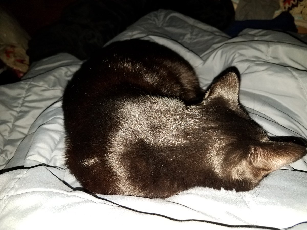 MJ_Guthrie's tweet photo. Someone is super snuggly today! #Milalovies #contentkitty @KittenzofChaos https://t.co/ug0FO3W9fV