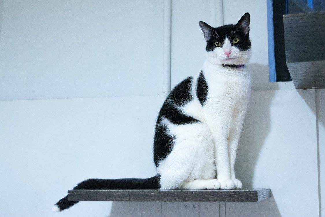 KonekoNYC's tweet photo. Could you be Toby’s #furrever person? Stop by to meet this black and white cutie at @konekonyc! 😻 #MeetToby https://t.co/z1vuKjbpyt