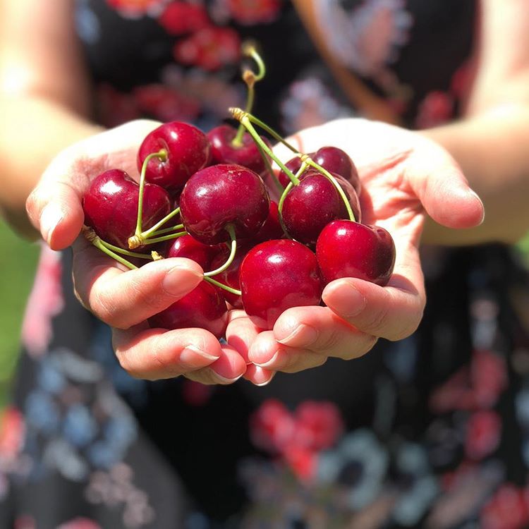 Sydney Fun tweet media