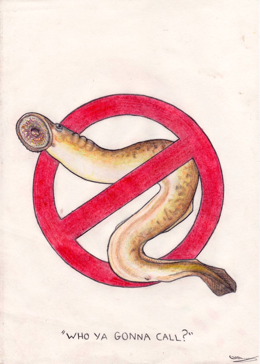 DugongWong's tweet photo. I was alerted to the #SundayFishSketch trend. I like it!

Old drawing from a couple seasons ago when I worked at the Sea Lamprey Control Centre in Sault Ste. Marie, Ontario. Thought the theme was fitting. Who ya gonna call?

#LampreyBusters #SeaLamprey  @DFO_MPO @LampreyControl https://t.co/5pkkoA1Ofh