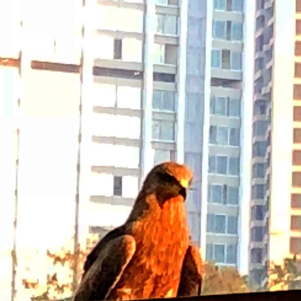 ThisIsAnilJha's tweet photo. Life in a metro... #PariahKite #mumbai https://t.co/6aeHnIxKBZ