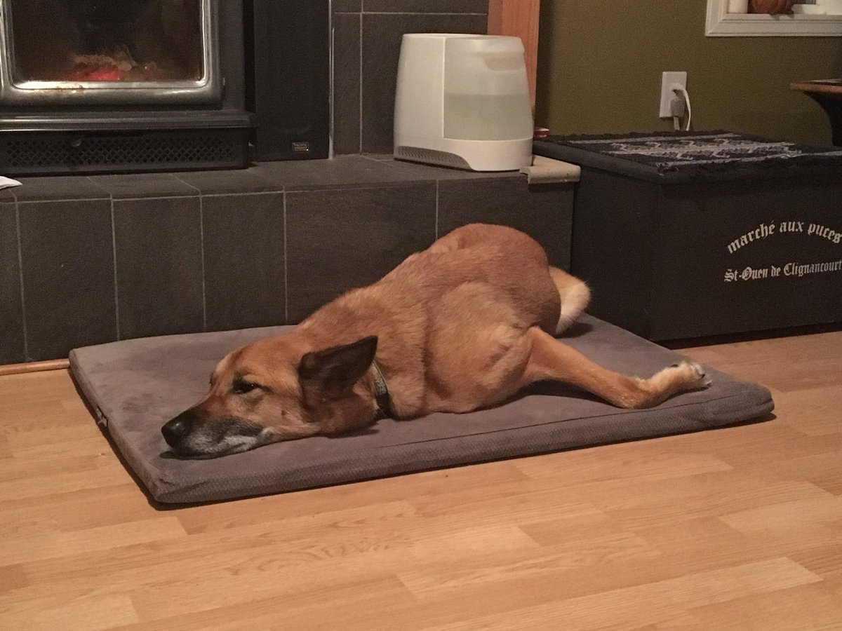 tikkileigh's tweet photo. She worked really hard to get into this position.... #bonelessdog #notcomfylooking #weirdbeast https://t.co/EKAlWRt6o1