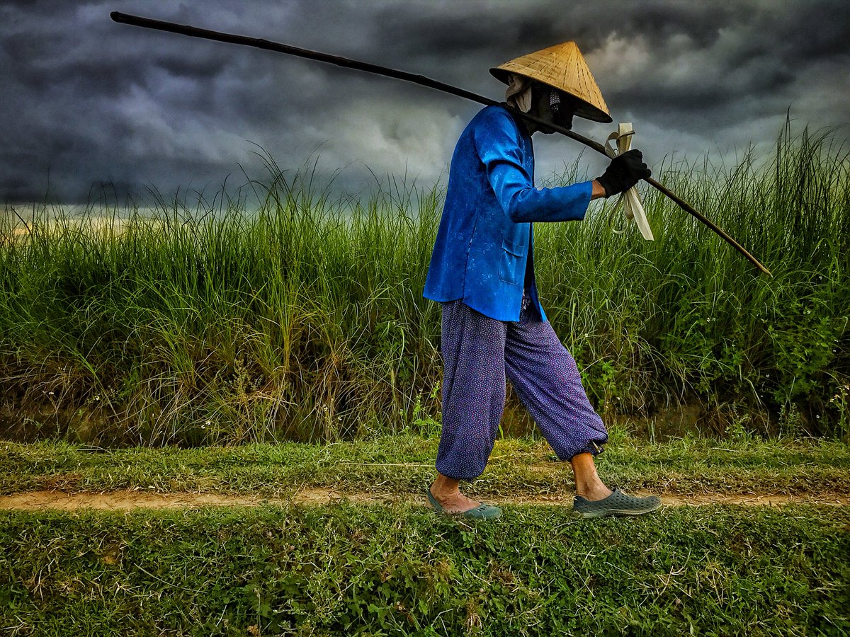 Nothing so vivid, so otherworldly than the fields outside of Hoi An. #vietnam #travel
