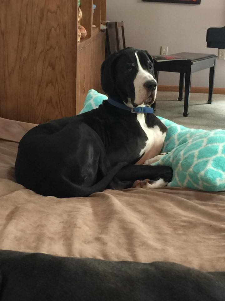 ServiceDogPr's tweet photo. When you're all comfy watching your favorite TV show (@PriceIsRight) and the #Paparazzi just won't leave you alone. Smile Luke!
***
#GreatDane #BigDogs #PerfectPet #DogsofTwitter #Dogs
#PriceIsRight #PetAdoptionWeek #television
#Smile https://t.co/OW4ryXafZb