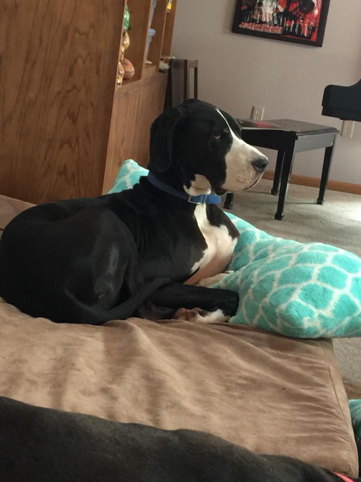 ServiceDogPr's tweet photo. When you're all comfy watching your favorite TV show (@PriceIsRight) and the #Paparazzi just won't leave you alone. Smile Luke!
***
#GreatDane #BigDogs #PerfectPet #DogsofTwitter #Dogs
#PriceIsRight #PetAdoptionWeek #television
#Smile https://t.co/OW4ryXafZb