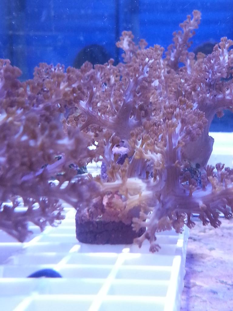 #picoftheday our #klyxum #coral is finally available in mini's perfect for #beginners