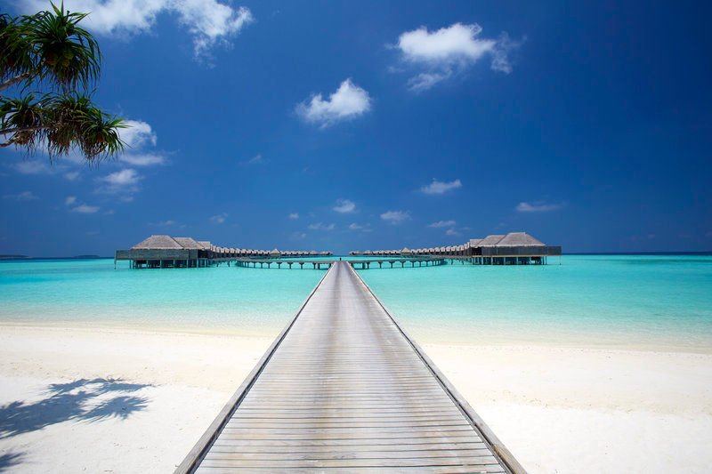 planet_dive's tweet photo. Time to get to paradise! Dive the Maldives and experience the most incredible marine life and stunning island resorts like this one!

#maldives #dive #travel #divetheworld #luxury https://t.co/jXwv7LbbME
