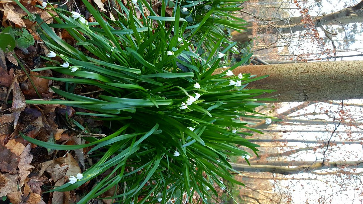 Penningtonosteo's tweet photo. Ok, so it might be the coldest week of the winter yet, but it still feels like a step closer to spring with the sun rising earlier and cheery snowdrops in the woods! 🌱🌼⛅🌝 https://t.co/KEFCDGBwXE