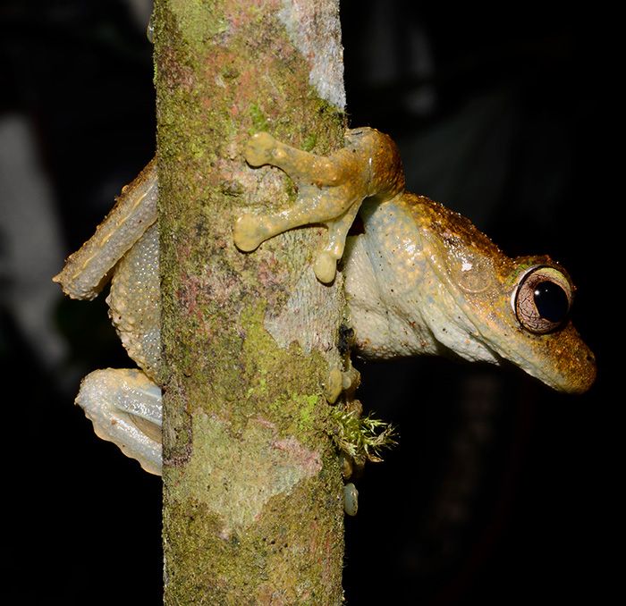 Garden_Guests's tweet photo. A new post on #gardenguests Green Eyed Tree #Frog https://t.co/t3805DmApw but there's a sting in the tail errr ... tale :( https://t.co/kGT6Gw1Ooy