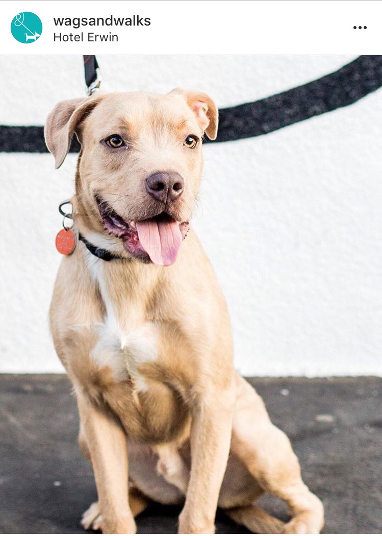 akissfromalyss's tweet photo. @Venice311 LOST DOG last seen with homeless man near hotel Erwin. If found please return to @WagsandWalks Thank you!! https://t.co/hl0N7zH4Eb