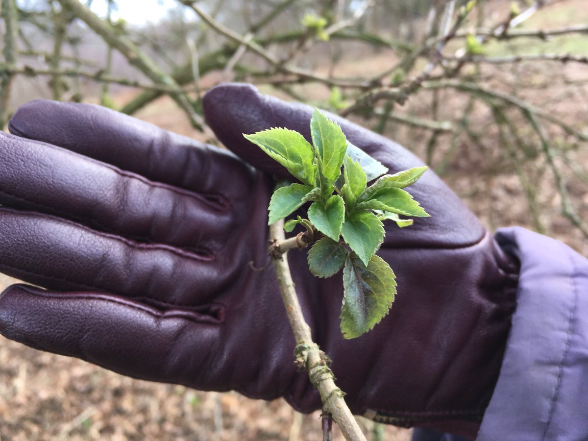 Signs of spring - hurrah! 😀 This elder tree is bursting into leaf. @ChirkCastleNT <a href="/ChirkNTRangers/">Chirk NT Rangers</a> <a href="/ThisIsWrexham/">This Is Wrexham</a>