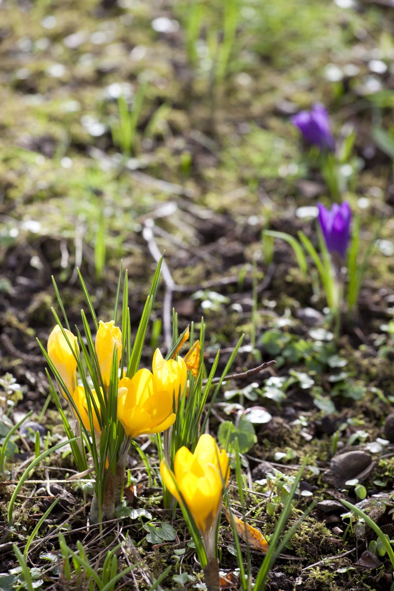 nationaltrust's tweet photo. You know spring is on the way when crocuses begin to bloom. Which is your favourite colour? https://t.co/ZwTzhNp536