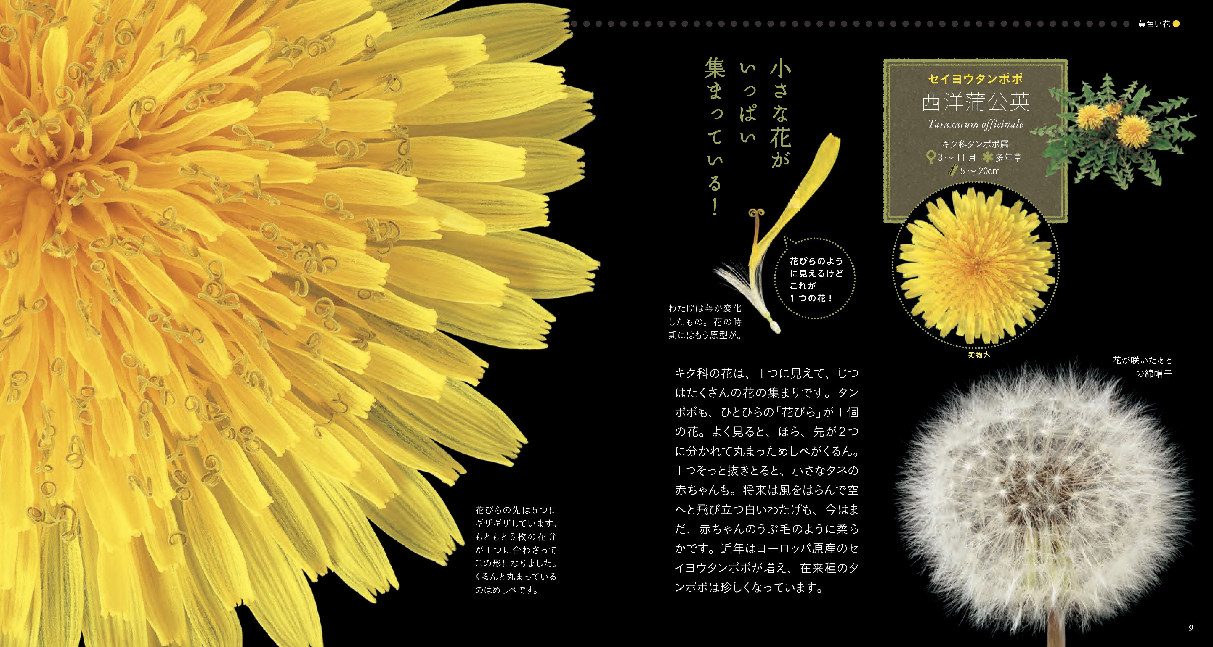 ٹوئٹر 山と溪谷社いきもの部 Twitter پر 雑草の花図鑑 T Co 1tcp4vxl5s タンポポのページをご紹介します 定番中の定番雑草 見慣れたタンポポもこう大きくして見ると驚きがいっぱい 花びらに見えるのが一つの花というのはよく言われることだけど この