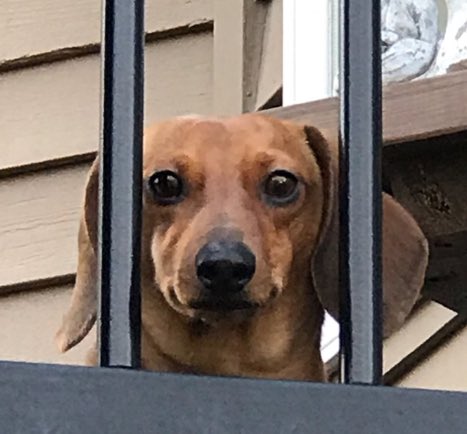 LyndaMWall's tweet photo. @Celeb_Dachshund My dachshund Donald agrees https://t.co/3UblHob0ac