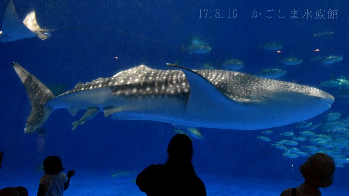 日本の海水魚bot V Twitter ジンベエザメ ジンベエザメ科 レア度 自 水 大きいもので13mにもなる世界最大の魚類 プランクトンを主食とし 性格は温厚 卵胎生でメスのお腹から300匹の胎児が出てきたことも 時と場所を選べば高確率で会える T Co