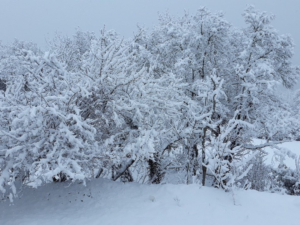 MoutonNoirCeven's tweet image. Bon ce matin il y a comme un peu de neige (20cm) en #Cevennes #Forac #Lozère 🏂☃️