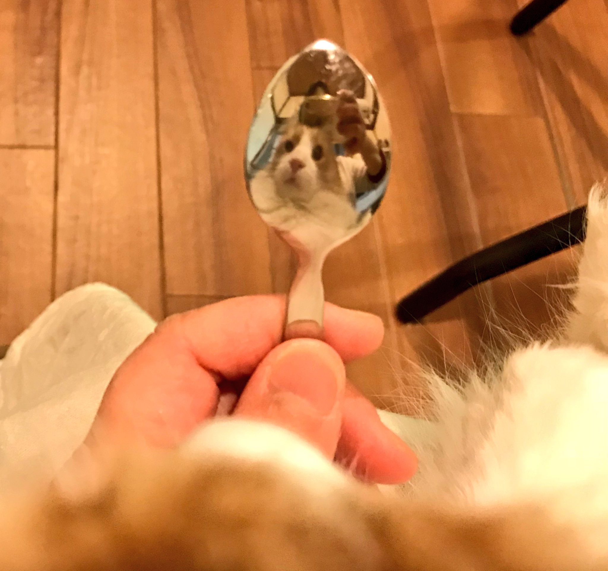 新小岩北口 猫カフェ にゃんこいわ よく見てにゃ スプーンにぼくの顔があるにゃー 爪切りの時 スタッフさんがみるくの顔写るかなぁってやってたにゃ 当店閉店まで２週間切りました ぜひニャンズに会いに来て下さいね にゃんこいわ 猫カフェ