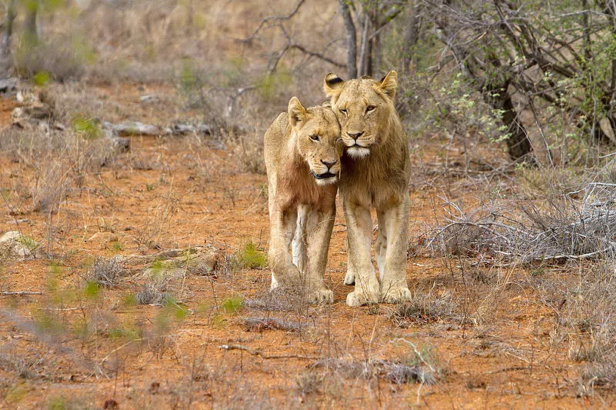 Kruger_Park's tweet photo. There are some people in life who make you laugh a little louder, smile a little bigger and live just a little bit better.

#MondayMotivation https://t.co/Xr29e5B4yt