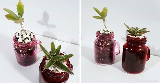 cwcreationstt's tweet photo. Just in time for Valentine's Day, check out the newest addition to our range of #succulents - Succulents in Mini Mason Jars!

Get yours today for $50 each. Available in pink and red.

#uniquegifts #cwcreationstt https://t.co/ZRmoDRIrsW https://t.co/JgSpcDvJfc