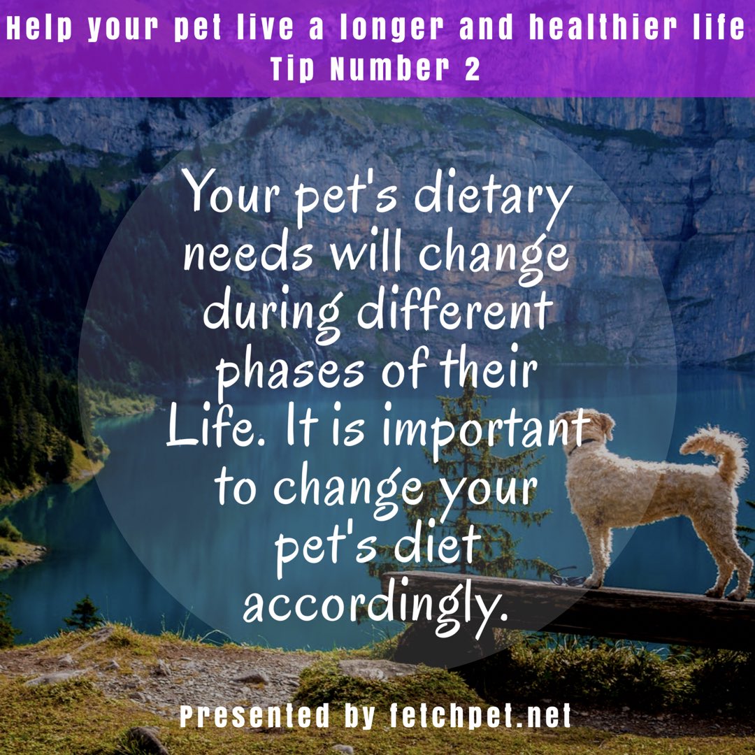 Fetchpet1's tweet photo. Keep you #pet #healthy by using our 5 daily tips to help your pet live a longer and healthier life! https://t.co/fyzmXGQsY1