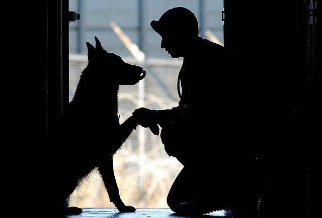 TampaDogTrainer's tweet photo. Florida Dog Training offers a Military discount for any training. Call Helene Scott #floridadogtraining #dogs #tampa #helenescott #militarydiscount  https://t.co/lSZdyufDAc https://t.co/dnxNHxaQFL