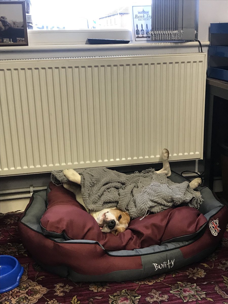 RopeSource's tweet image. It’s a hard life for some. #Beagle #OfficeDog #Chilling