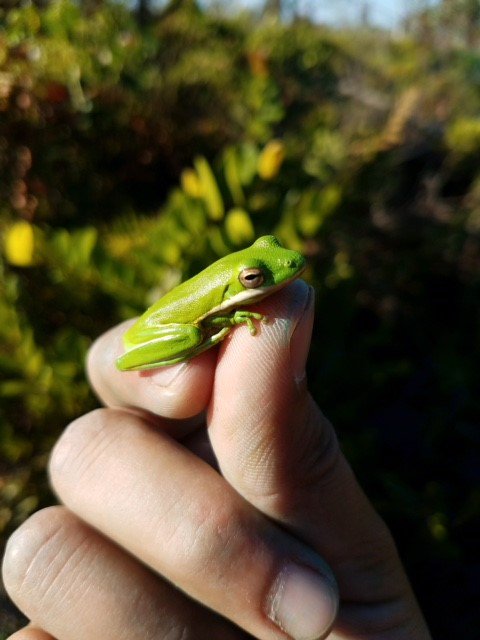 EarthBalanceEco's tweet photo. We had an extra set of (tiny) hands on one of our projects this morning! #frog #EarthBalance1 #florida https://t.co/HKEPq3S0Ae
