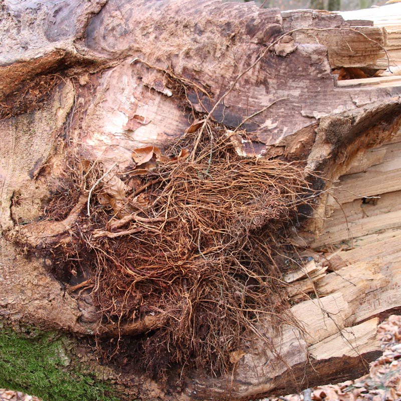 BExplo_de's tweet photo. Development of new roots in a branch fork at a height of 6 meters: European #beech on the Experimental Plot AEW7 in the #AlbExploratory (^ALB) https://t.co/MjtOLarL9X