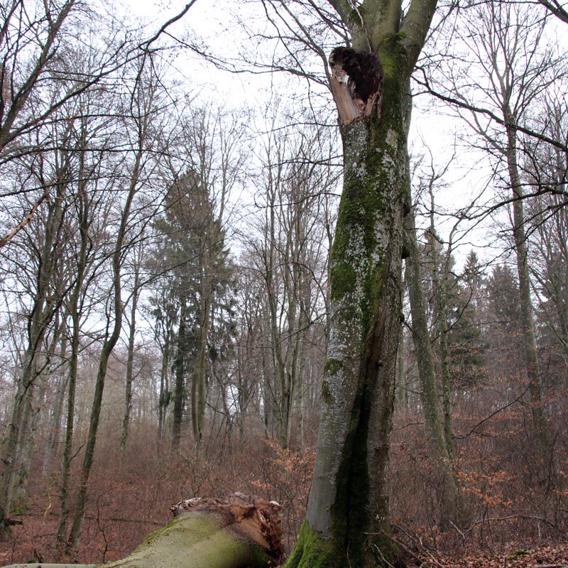 BExplo_de's tweet photo. Development of new roots in a branch fork at a height of 6 meters: European #beech on the Experimental Plot AEW7 in the #AlbExploratory (^ALB) https://t.co/MjtOLarL9X