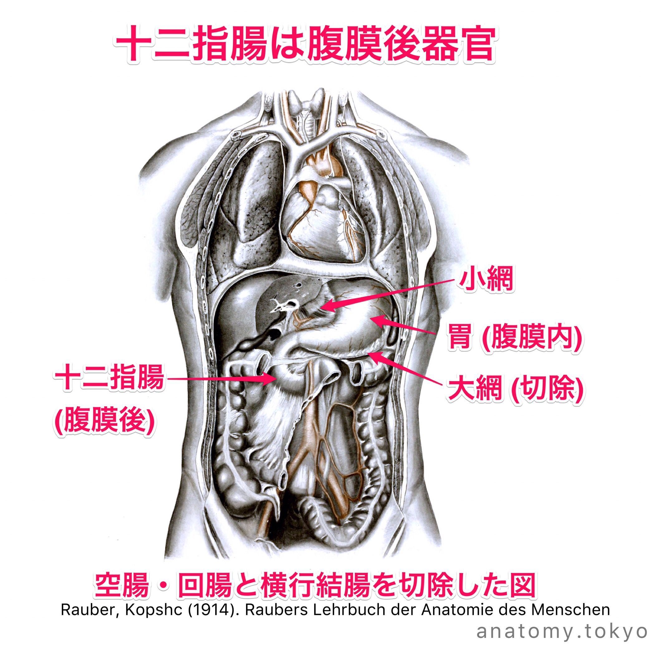 臓器と腹膜の関係】⠀ 臓器を覆う腹膜が合わさり、壁側腹膜と臓