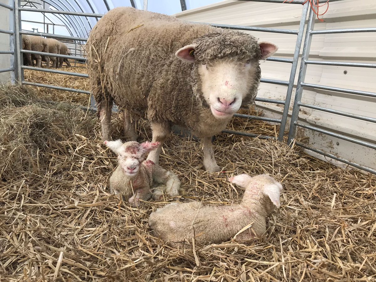 studleygrange's tweet photo. An exciting start to February we had twin lambs born 1st February with more to follow.
The lambs are polled Dorset lambs and mother and lambs are doing well. https://t.co/pcFYOTKyQU