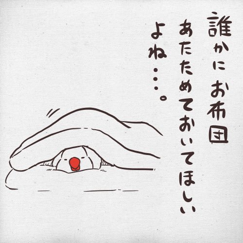 共感してほしい文鳥 寝る前のお布団と文鳥