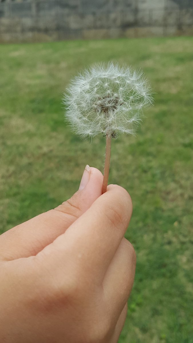 BChellesone's tweet image. Make a wish...