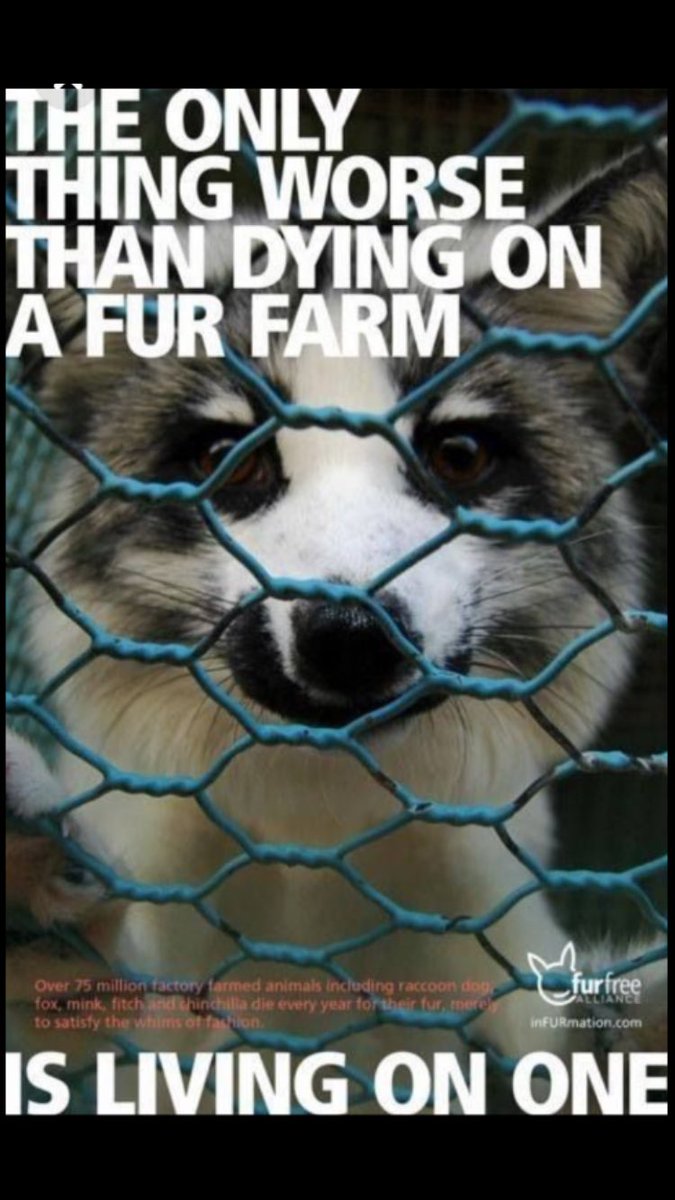 shaundubss's tweet photo. #AnimalWelfare There’s no excuse for fur in this day &amp; age!!Fur is only beautiful on its original owner........How the hell can you still buy furs when you know the absolute cruelty involved, good lord I just don’t get it???😡🐾 https://t.co/KcKxegE6Vu