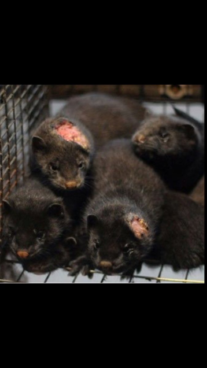 shaundubss's tweet photo. #AnimalWelfare There’s no excuse for fur in this day &amp; age!!Fur is only beautiful on its original owner........How the hell can you still buy furs when you know the absolute cruelty involved, good lord I just don’t get it???😡🐾 https://t.co/KcKxegE6Vu