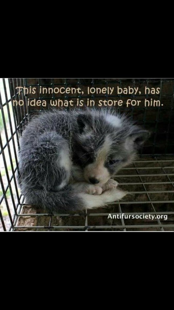 shaundubss's tweet photo. #AnimalWelfare There’s no excuse for fur in this day &amp; age!!Fur is only beautiful on its original owner........How the hell can you still buy furs when you know the absolute cruelty involved, good lord I just don’t get it???😡🐾 https://t.co/KcKxegE6Vu