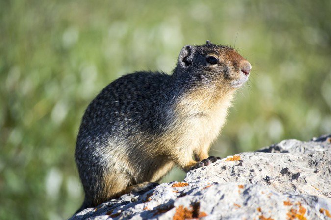 Daily Visual #WritingIdea: Are you pleased with the groundhog’s prediction? Do you think it’ll actually be true? Why or why not? writeabout.com/ideas/are-you-… #ElemChat #EdChat