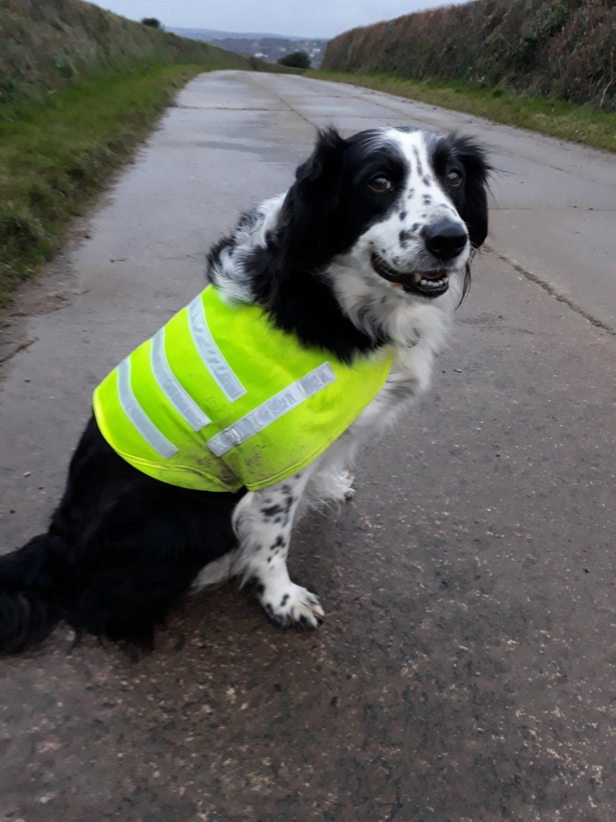 PhilleighWay's tweet photo. The days may be lengthening but it's still important to make sure you are clearly visible to traffic when out walking, especially in the mornings and evenings. Be like Buster and #besafebeseen #belikeBuster #highvisvest #safetyfirst https://t.co/dxiUd44FS3