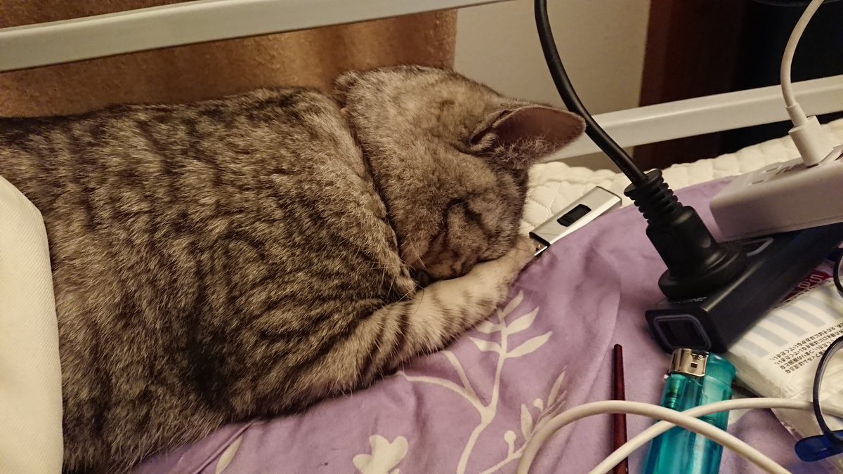 土下座猫 Twitter Search 土下座猫 Twitter Search