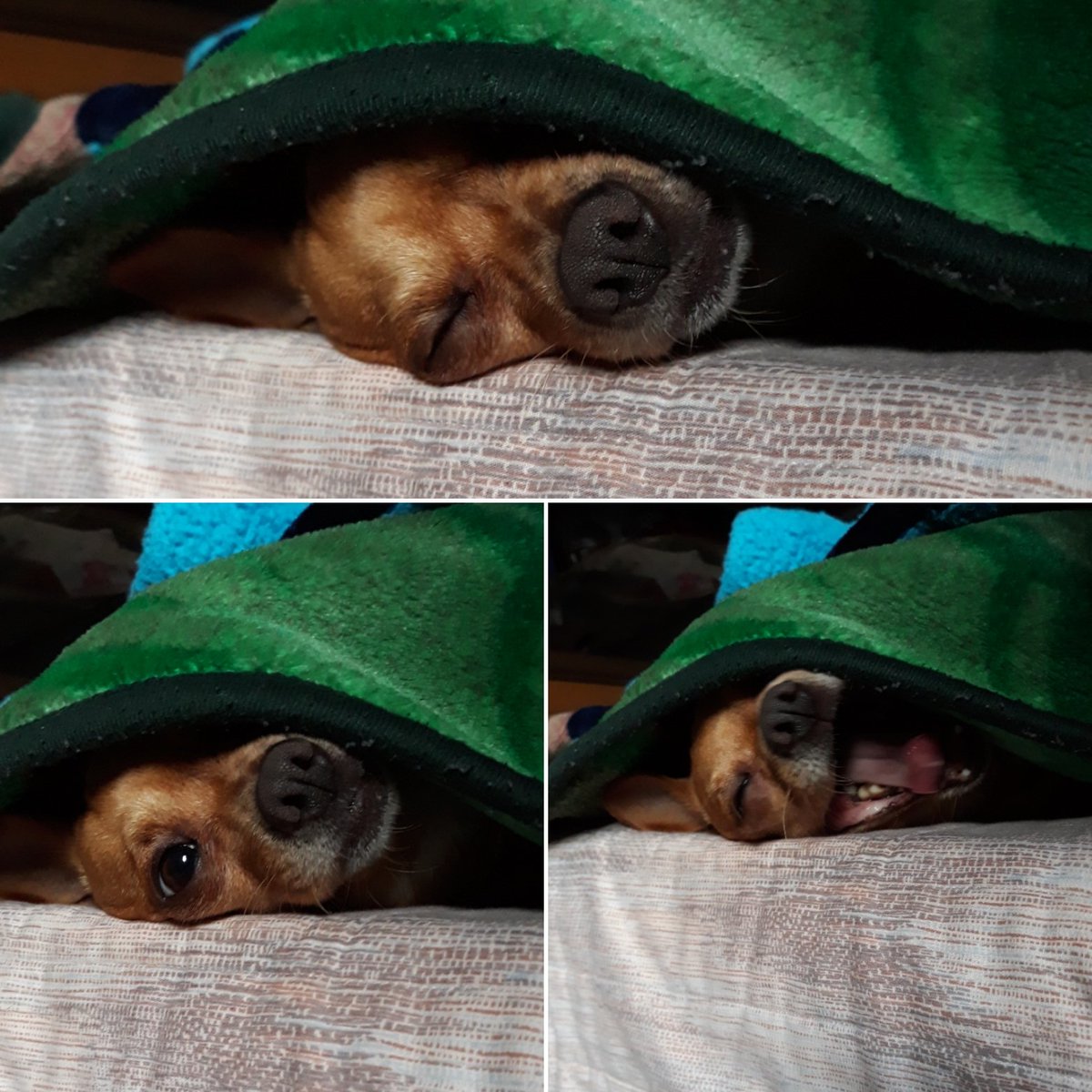 rober_hernandez's tweet photo. La hora de los jefes y los escucho desde cama junto a #Sanzon 🐶 #AsíLasCosas @asilascosasw @jrisco @warkentin https://t.co/c1V8zjs1cZ