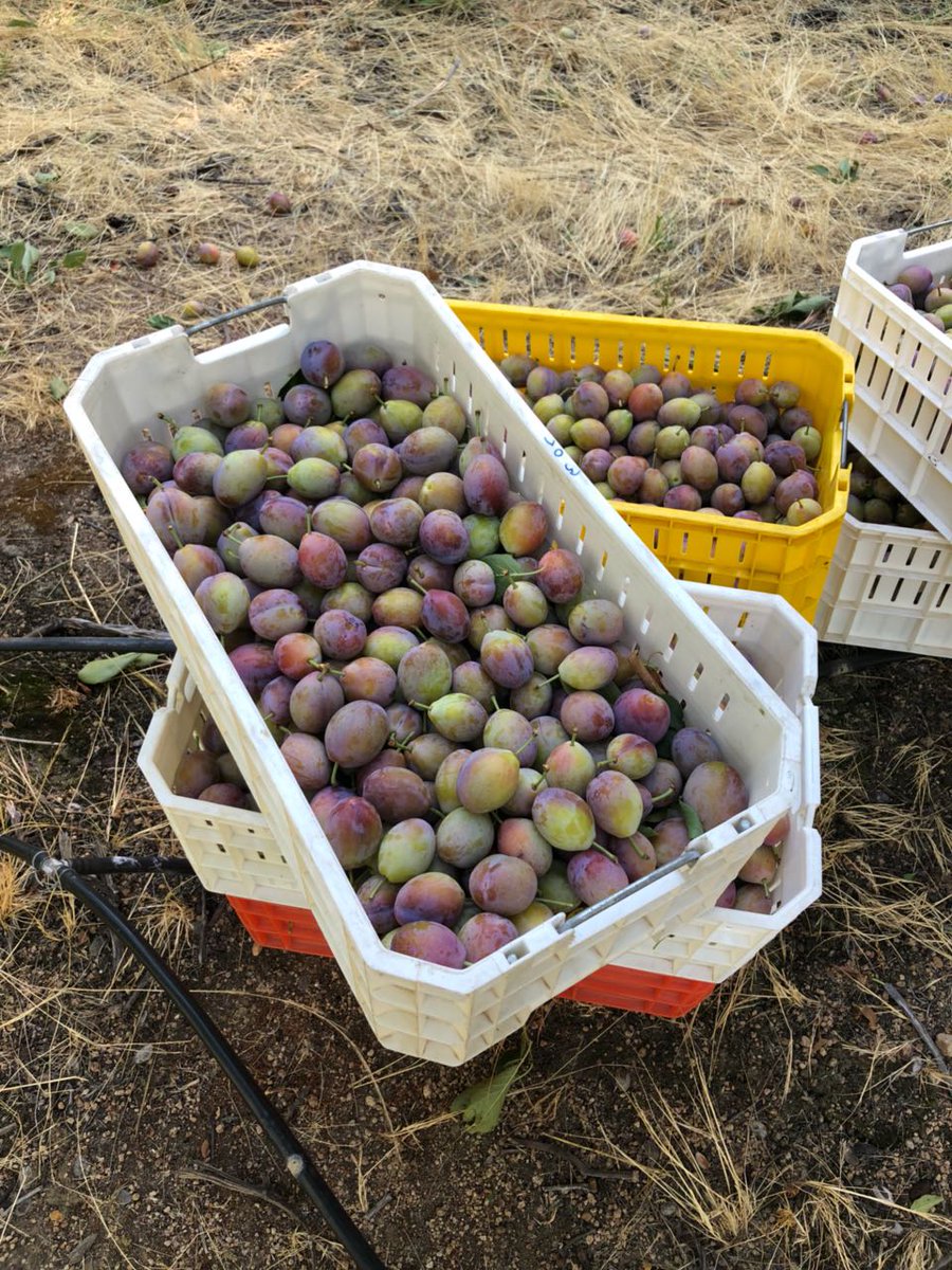 Apaltagua's tweet photo. ¡Seguimos exportando lo mejor de nuestra tierra! Ciruelas con pasaje directo a China. 🇨🇳 https://t.co/vLQATrzmm1