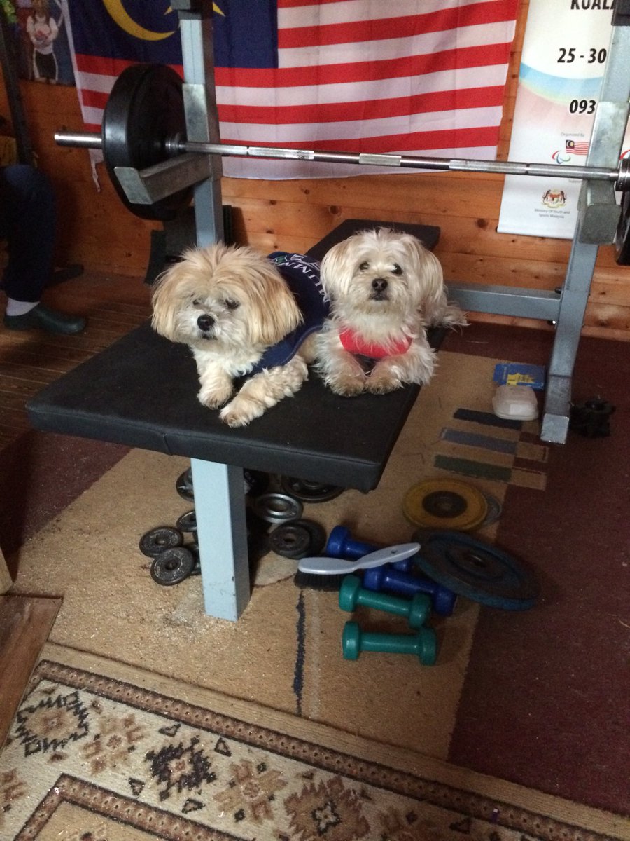 Zoenewson92's tweet photo. Trying to train but these two won’t let me on the bench https://t.co/mxM4ViUK6B